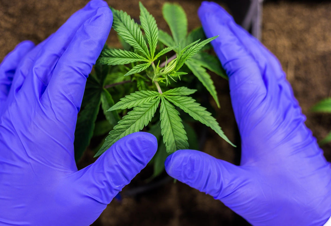 CBD vs THC: Der vollständige Unterschied erklärt