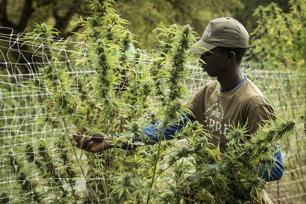 Ist CBD legal in Deutschland? Aktuelle Rechtslage 2026